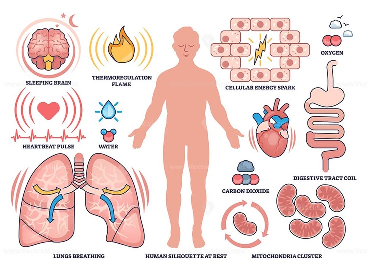 Bagaimana tubuh beradaptasi saat berpuasa? Berikut penjelasannya secara medis